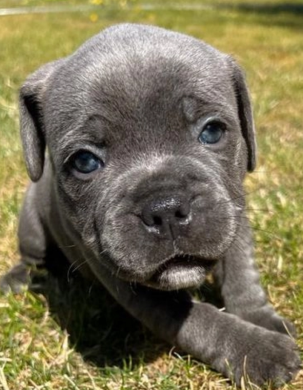 Staffordshire bull terrier for sale Image eClassifieds4u