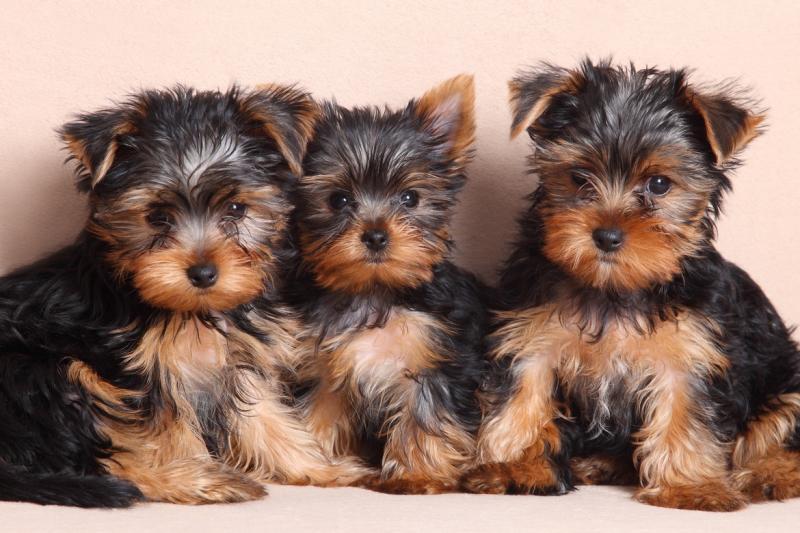 Yorkshire Terrier Puppies Image eClassifieds4u