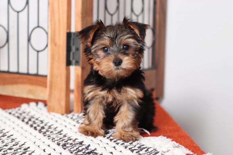Yorkshire Terrier Puppies ready for new homes..!!!! Image eClassifieds4u