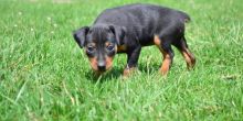 💗💕💗 LOVELY CANADIAN 🟥🍁🟥 MINIATURE PINSCHER PUPPIES AVAILABLE ✅💯