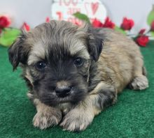 Adorable and super Maltipoo Puppies.