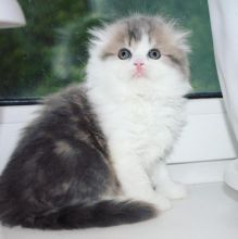Adorable male and female Scottish fold kittens.