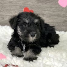 Adorable Miniature Schnauzer Puppies for re-homing