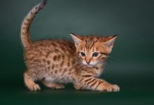 Beautiful and lovely home trained Savannah Kittens,
