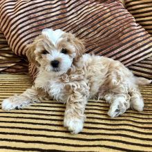 💗💕💗 LOVELY CANADIAN 🟥🍁🟥 MALTIPOO PUPPIES AVAILABLE ✅💯