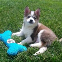 💗💕💗 LOVELY CANADIAN 🟥🍁🟥 POMSKY PUPPIES AVAILABLE ✅💯