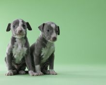 💗💕💗 LOVELY CANADIAN 🟥🍁🟥 ITALIAN GREYHOUND PUPPIES AVAILABLE ✅💯