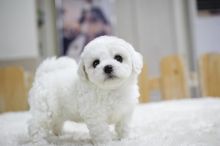 💗💕💗 LOVELY CANADIAN 🟥🍁🟥 BICHON FRISE PUPPIES AVAILABLE ✅💯