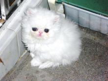 Healthy,CKC registered Persian kittens,
