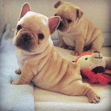 💗💕💗 LOVELY CANADIAN 🟥🍁🟥 FRENCH BULLDOG PUPPIES AVAILABLE ✅💯