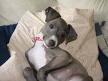 Lovely Male and Italian Greyhound Puppies,