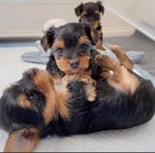 💗💕💗 LOVELY CANADIAN 🟥🍁🟥 YORKSHIRE TERRIER PUPPIES AVAILABLE ✅💯