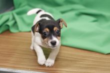 Two Jack Rusell terrier puppies,