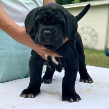Well trained male and female Neapolitan Mastiff puppies.