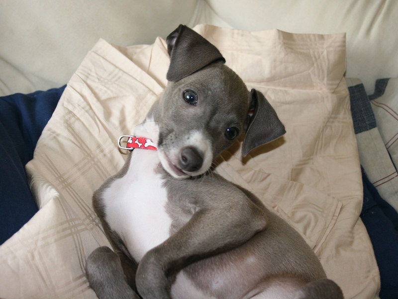 Awesome Italian Greyhound puppies. Image eClassifieds4u