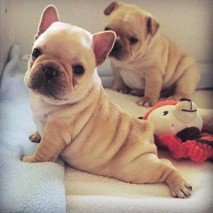 💗💕💗 LOVELY CANADIAN 🟥🍁🟥 FRENCH BULLDOG PUPPIES AVAILABLE ✅💯 Image eClassifieds4u