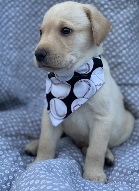 💗💕💗 LOVELY CANADIAN 🟥🍁🟥 LABRADOR RETRIEVER PUPPIES AVAILABLE ✅💯 Image eClassifieds4u