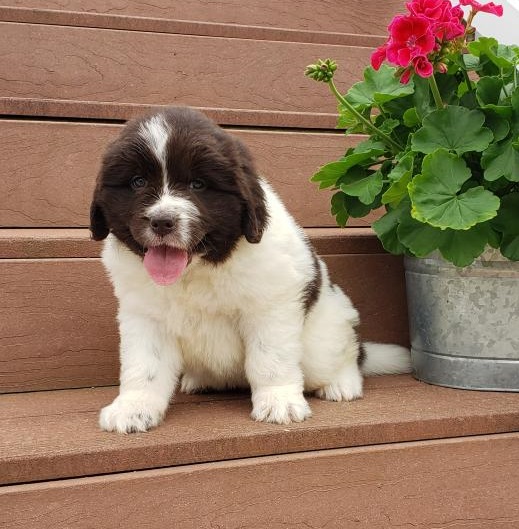 💗💕💗 LOVELY CANADIAN 🟥🍁🟥 NEWFOUNDLAND PUPPIES AVAILABLE ✅💯 Image eClassifieds4u