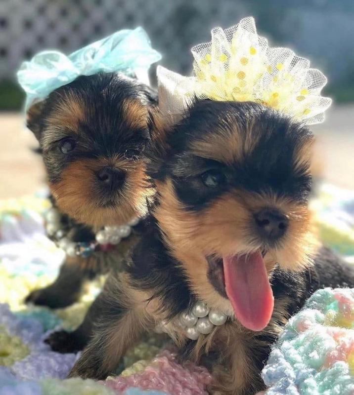 💗💕💗 LOVELY CANADIAN 🟥🍁🟥 YORKSHIRE TERRIER PUPPIES AVAILABLE ✅💯 Image eClassifieds4u