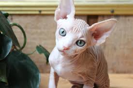 🟥🍁🟥 CANADIAN SPHYNX KITTENS NOW READY FOR ADOPTION Image eClassifieds4u