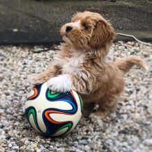 💗💕💗 LOVELY CANADIAN 🟥🍁🟥 MALTESE PUPPIES AVAILABLE ✅💯 Image eClassifieds4U