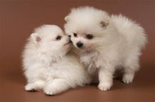 💗💕💗 LOVELY CANADIAN 🟥🍁🟥 POMERANIAN PUPPIES AVAILABLE ✅💯 Image eClassifieds4U