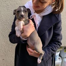 💗💕💗 LOVELY CANADIAN 🟥🍁🟥 AMERICAN PITBULL TERRIER PUPPIES AVAILABLE ✅💯 Image eClassifieds4U