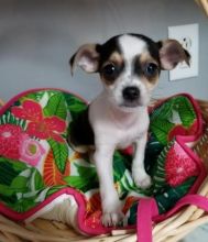 💗💕💗 LOVELY CANADIAN 🟥🍁🟥 CHIHUAHUA PUPPIES AVAILABLE ✅💯 Image eClassifieds4u 2