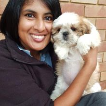 💗💕💗 LOVELY CANADIAN 🟥🍁🟥 SHIH TZU PUPPIES AVAILABLE ✅💯 Image eClassifieds4u 2