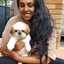 💗💕💗 LOVELY CANADIAN 🟥🍁🟥 SHIH TZU PUPPIES AVAILABLE ✅💯 Image eClassifieds4u 1