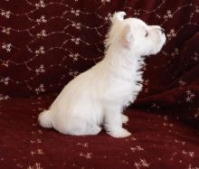 💗💕💗 LOVELY CANADIAN 🟥🍁🟥 WEST HIGHLAND TERRIER PUPPIES AVAILABLE ✅💯 Image eClassifieds4u 1