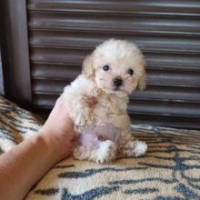 💗💕💗 LOVELY CANADIAN 🟥🍁🟥 MALTIPOO PUPPIES AVAILABLE ✅💯 Image eClassifieds4u 2