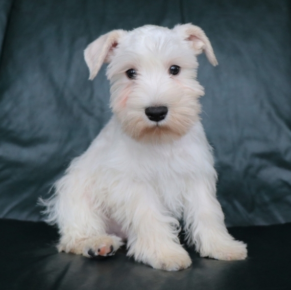 💗💕💗 LOVELY CANADIAN 🟥🍁🟥 MINIATURE SCHNAUZER PUPPIES AVAILABLE ✅💯 Image eClassifieds4u