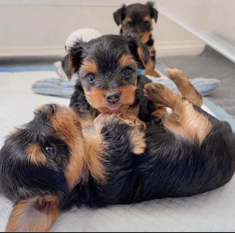 💗💕💗 LOVELY CANADIAN 🟥🍁🟥 YORKSHIRE TERRIER PUPPIES AVAILABLE ✅💯 Image eClassifieds4u