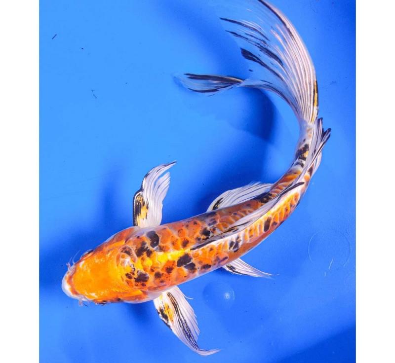 HEISEI NISHIKI BUTTERFLY KOI FISHES FOR SALE Image eClassifieds4u