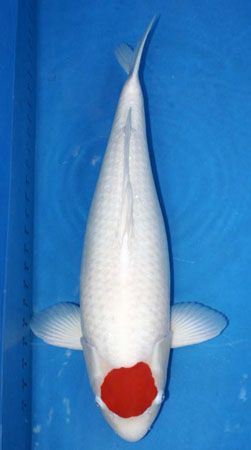 JAPANESE KOI FISHES AVAILABLE Image eClassifieds4u