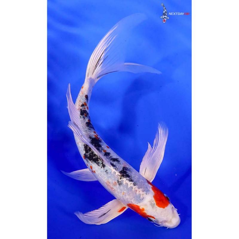 JAPANESE KOI FISHES AVAILABLE Image eClassifieds4u