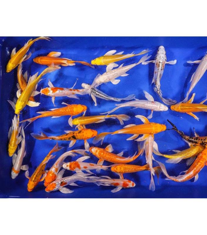 JAPANESE KOI FISHES AVAILABLE Image eClassifieds4u