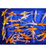 JAPANESE KOI FISHES AVAILABLE