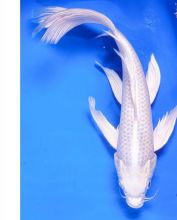 (((( PLATINUM OGON BUTTERFLY KOI FISHES ))))