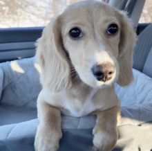 2 cute and adorable Dachshund puppies for adoption