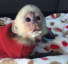 Admirable baby capuchin monkey For A New Home.