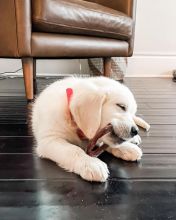 Affectionate Golden Retriever Puppies