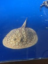 Albino Pearl Stingray