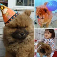 Available Chow Chow Puppies for pet lovers
