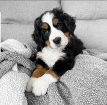 Bernese Mountain Dog puppies.