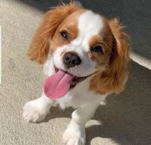 Cavalier king charles puppies for re-homing
