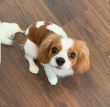 Cavalier King Charles Spaniel puppies available.