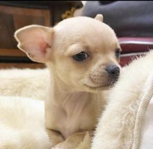 CHIHUAHUA PUPPIES READY FOR THEIR NEW HOME