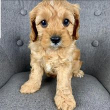 Cute Cavapoo Puppies male and female for adoption into good homes.